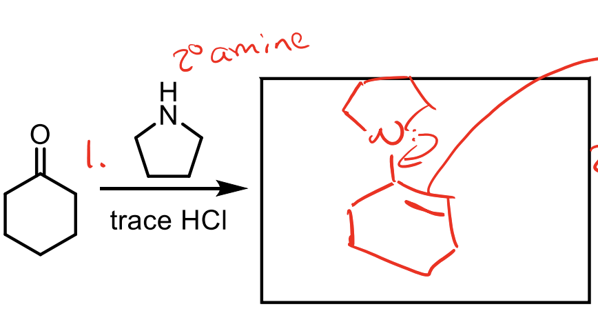 <p>We give the ketone an amine with two R groups and an H. If we gave it 1 R group or no R groups, it would just make an imine.&nbsp;</p><ul><li><p>This is important because an enamine functions very similar to an enolate.&nbsp;</p></li></ul><p>Remember, you need the amine and trace HCl to protonate the O twice after the amine attacks so it can push it off. (it is in acid so the O gets protonated first then amine attacks).&nbsp;</p><p></p>