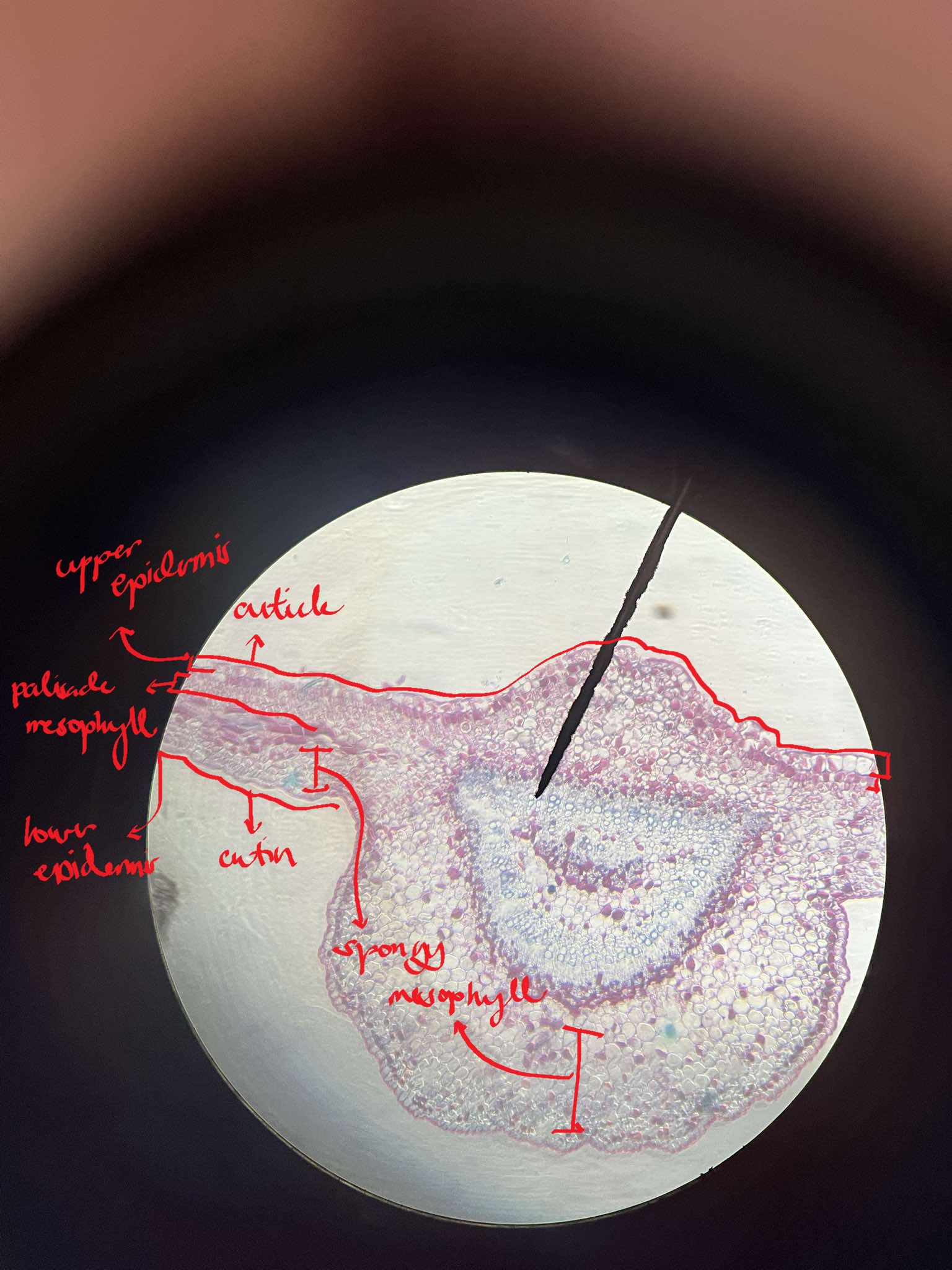 <p>identify the specimen</p>