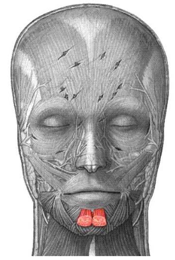 <p>Origin: mandible below incisors Insertion: Skin of chin Action: wrinkles chin, protrudes lower lip (as in a pout)</p>