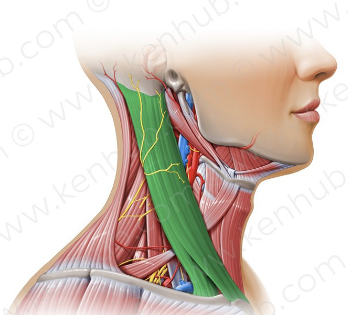 <p>long muscle located inside the neck that allows head movement </p>