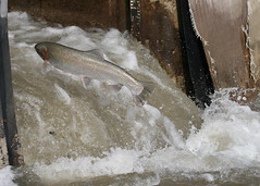 Goods that are rival in consumption but not excludable, One one person uses the good it does diminish the ability of another person to use it, but you can't stop people from taking the good. For example: fish in a pond, enviromental resources, etc,.