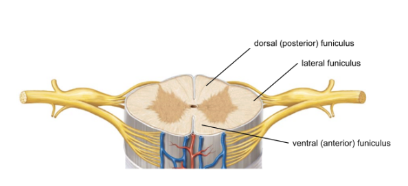 <p>funiculi - functionally distinct regions of white matter in spinal cord</p><ul><li><p>each contain multiple tracts</p></li></ul><p></p>