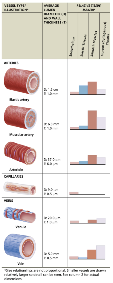 <p><strong><em>ARTERIES → Directs blood AWAY from the heart</em></strong></p><ol><li><p><strong>Elastic arteries</strong></p><ul><li><p>Can absorb the most pressure</p></li><li><p>Responsible for feeling of pulse</p></li><li><p>Most suited to expanding and recoiling in response to the ejection of blood from the </p><p>heart</p></li></ul></li><li><p><strong>Muscular arteries</strong></p><ul><li><p>With a thick tunica media and abundant smooth muscle</p></li><li><p>Responsible for feeling of pulse</p></li><li><p>Vasoconstriction</p></li></ul></li><li><p><strong>Arterioles</strong></p><ul><li><p>Directly controls blood flow to capillaries</p></li><li><p>Vasoconstriction</p></li></ul></li></ol><p><strong><em>CAPILLARIES → Regulated by sphicters</em></strong></p><ol><li><p><strong>Continuous capillaries</strong></p></li><li><p><strong>Fenestrated capillaries</strong></p></li><li><p><strong>Sinusoid capillaries</strong></p><ul><li><p>Most permeable</p></li></ul></li></ol><p><strong><em>VEINS</em></strong></p><ol><li><p><strong>Venules</strong></p><ul><li><p>Directly drains blood from capillaries</p></li></ul></li><li><p><strong>Veins</strong></p><ul><li><p>Directs blood one way TOWARD the heart using valve</p></li></ul></li></ol><p></p>
