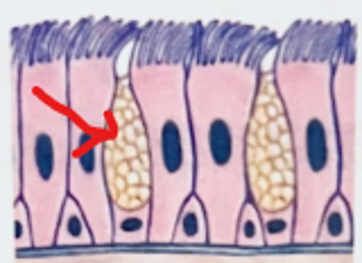 knowt flashcard image