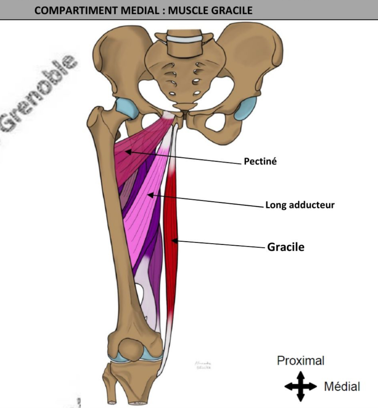 <ul><li><p>fusiforme </p></li><li><p>Vertical </p></li><li><p>Fléchisseur du genou et de la hanche, adducteur hanche</p></li><li><p>Nerf obturateur </p></li><li><p>Vascularisation riche: artère fémorale profonde </p></li><li><p>Chirurgie reconstructrice pr lambeaux, chirurgie digestive pr réparer appareil sphinctérien de l’anus </p></li><li><p>Actif durant la phase oscillante de la marche </p></li></ul><p></p>