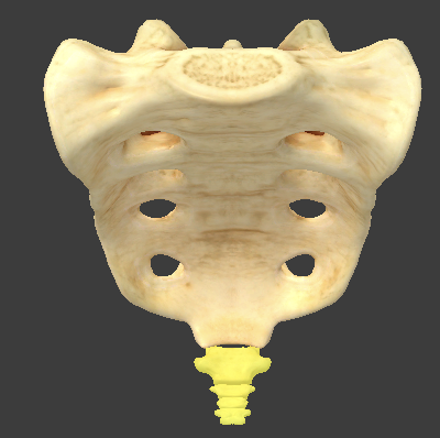<p>5 fused coccygeal vertebrae, which form the end of the spine</p>