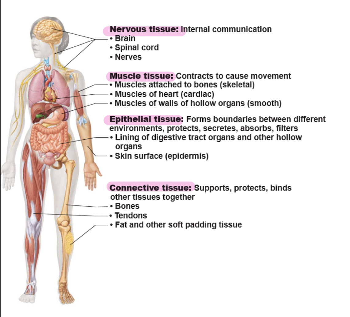 
1. epithelial
2. connective
3. muscle 
4. nervous