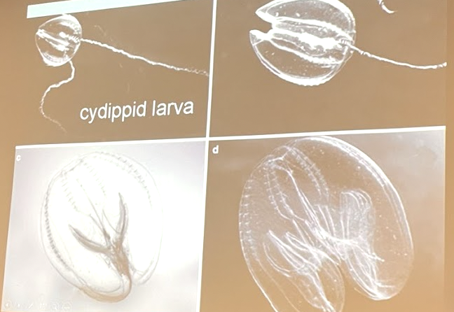 <p>What phylum and order is this organism in?</p>
