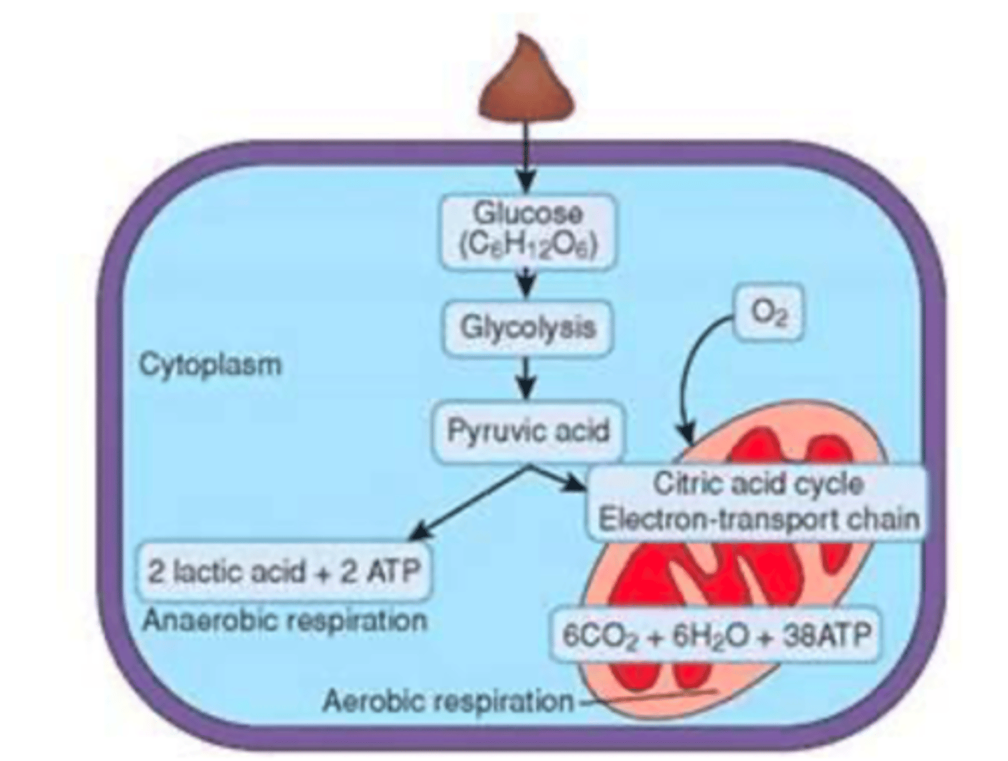 <p>1. Able to produce ATP even in the absence of oxygen</p><p>2. Able to regenerate NAD+ electron carriers in the absence of them</p>