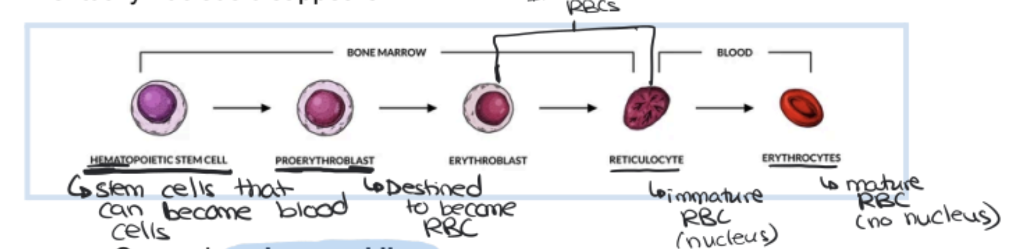 <p>Erythropoiesis (How RBC’s are born) is the process by which red blood cells are made</p><ul><li><p>Produced in bone marrow from nucleated stem cells (undifferentiated potential to become different types of cells)</p><ul><li><p>Cells divide and shrink as they take up hemoglobin</p></li><li><p>Eventually nucleus disappears</p></li></ul></li></ul><p>Breakdown process: Occurs in spleen and liver.</p><ul><li><p>Hemoglobin breakdown → Iron is stored in liver and bone marrow for new RBC production.</p></li><li><p>Heme group → Converted into bile pigments (in liver)</p></li></ul><p></p>