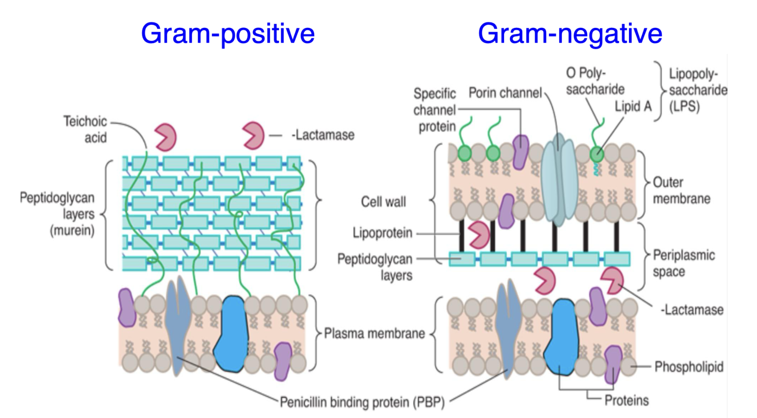 <p>Porin channels allow the passage of small molecules through the outer membrane.</p>