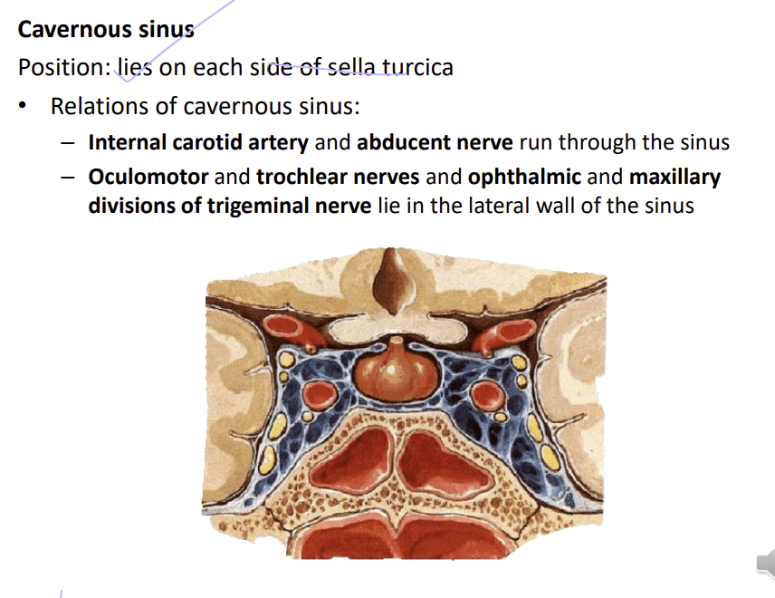 <p>internal carotid artery and <strong>abducent nerve (C6)</strong> - run through the sinus</p><p>oculomotor (C3), trochlear (C4)and <strong>ophthalmic and maxillary divisions of trigeminal</strong> (C5) nerve lie in the lateral walls of the sinus</p><p>orange - pituitary gland</p>
