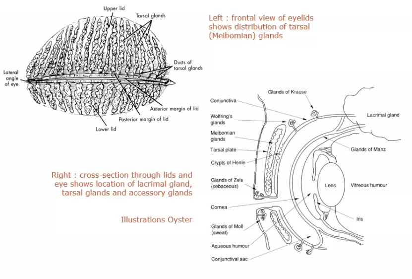 <ol start="3"><li><p>lipid layer </p></li></ol><p></p>