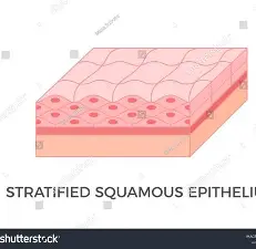 <p>what is the function of the the Stratified squamous epithelium?</p>