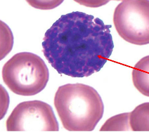 <p>type of white blood cell that releases heparin & histamine</p>