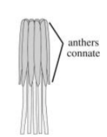 <p>Syngenesious</p>