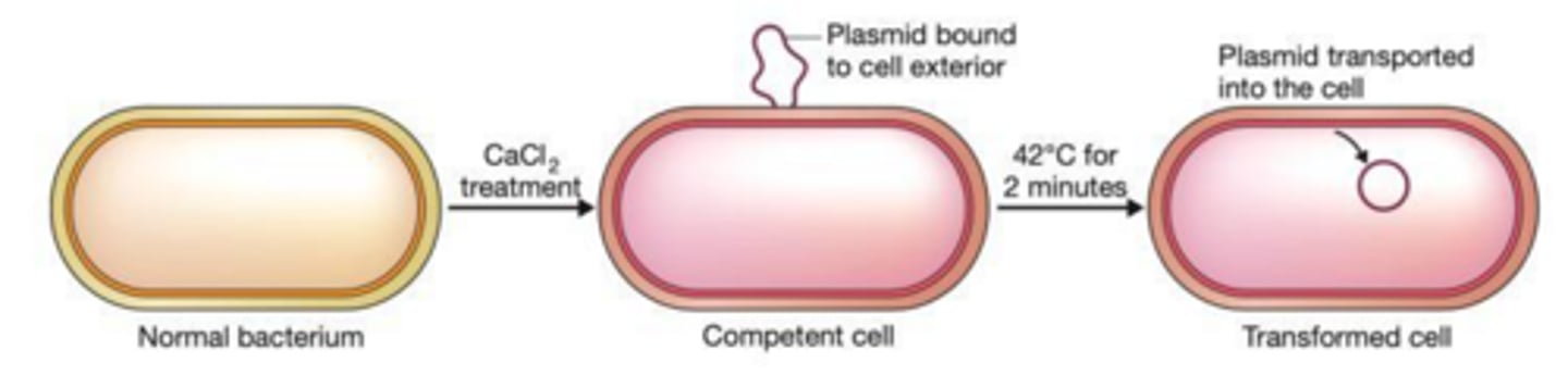 <p>It is in a state where it has been physically or chemically treated to enhance its ability to take up foreign DNA.</p>