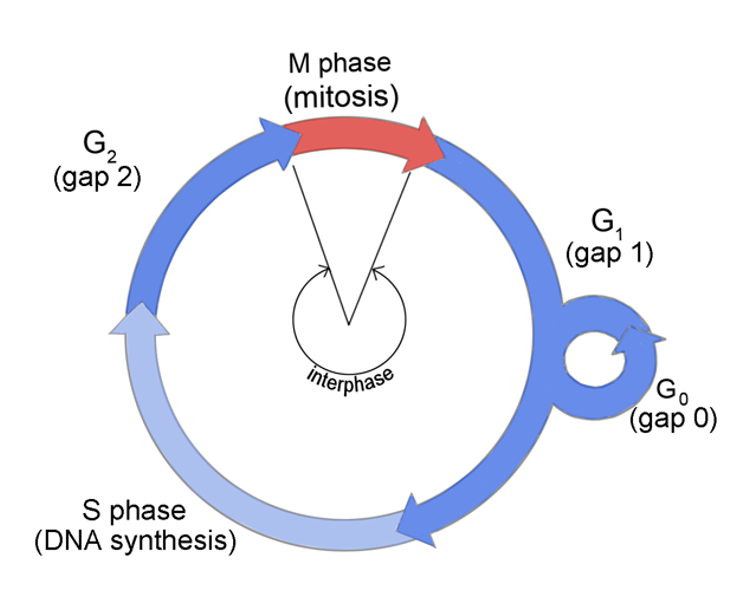 <p><span style="color: #7dacff">interphase</span></p><ul><li><p>normal growth &amp; preparation for cell division</p></li></ul><p><span style="color: #ff7069">mitotic phase</span></p><ul><li><p>replicated DNA &amp; cytoplasm are split—cell divides</p></li></ul><p></p>