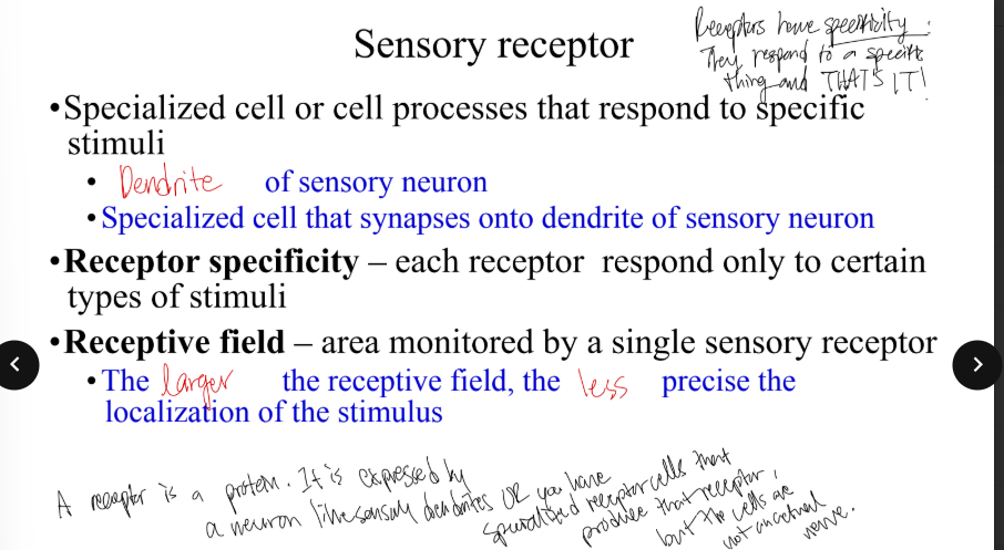 <p>What is a receptive field? The larger the receptive field, the (more/less) precise the localization of the stimulus </p>