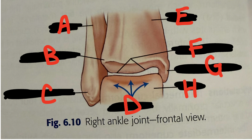 <p>G</p>