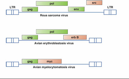 <ul><li><p>Acute transforming retroviruses express mutated forms of cellular growth signaling proteins</p><ul><li><p>Acute transforming retroviruses express mutated forms of cellular growth signaling proteins</p></li><li><p>growth factors, receptors, transcription factors etc.</p></li><li><p>bring in genes simillar to host, which is unregulated (like growth factor), result in rapidly dviding cells cancer</p></li></ul></li></ul><p>example</p><ul><li><p>Viral Src is nearly identical to cellular c-src</p><ul><li><p>codes for a protein tyrosine kinase</p><ul><li><p>under the control of a viral promoter src is unregulated=uncontrolled cell growth = tumours</p></li></ul></li></ul></li></ul><p></p>