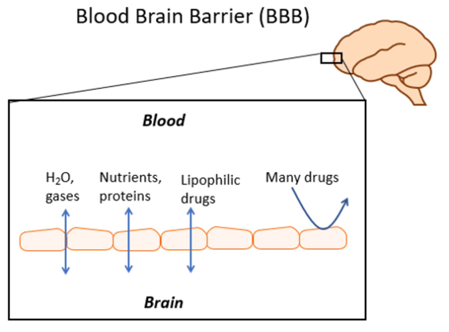 <p>Tightly connected cell layers surrounding the blood vessels in the CNS (crucial immunological feature)</p>