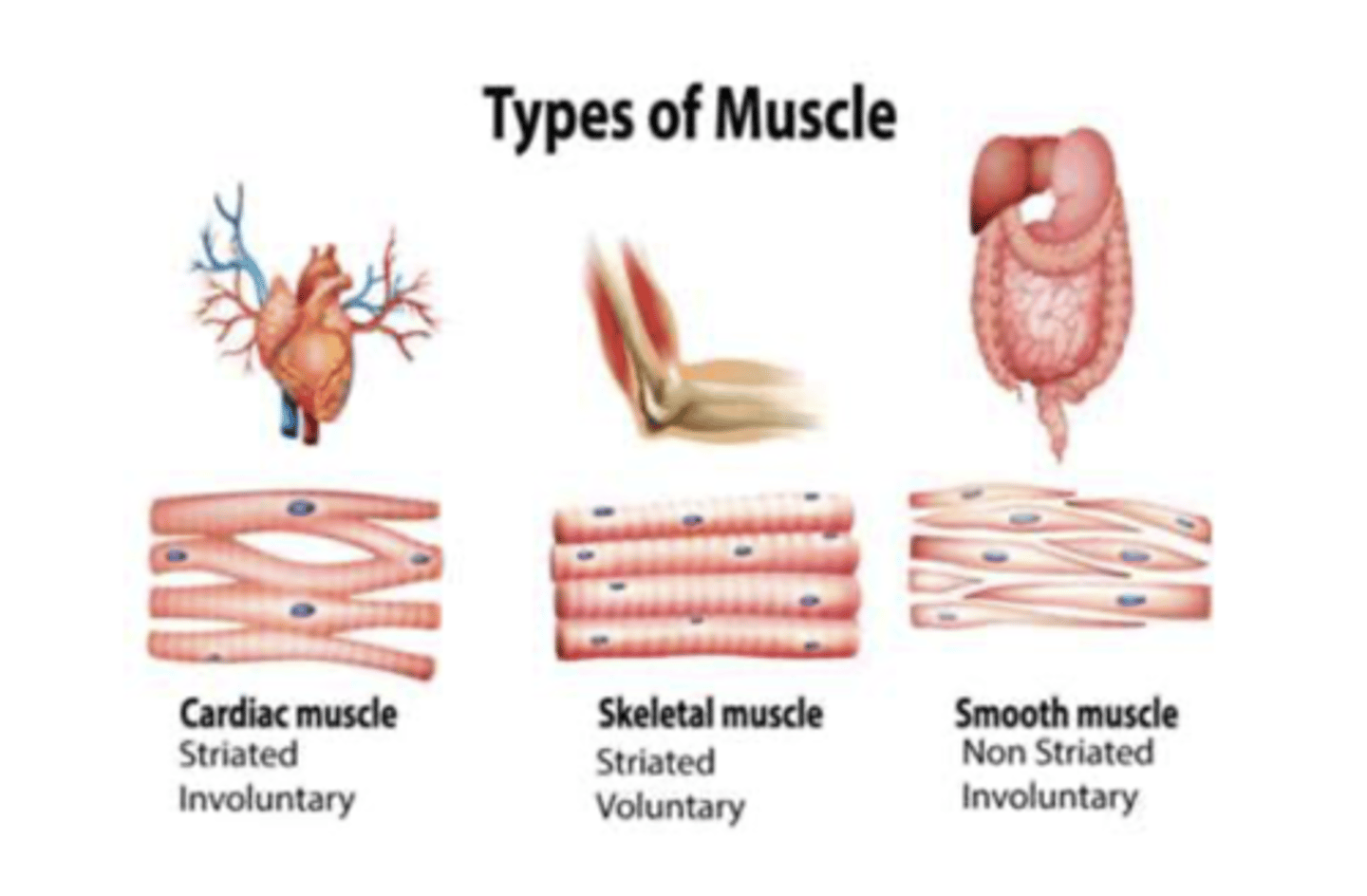 <p>The pharynx contains striated (skeletal) muscles for voluntary control, unlike the smooth muscles found in the rest of GI tract.</p><p>VOLUNTARY CONTROL: STRIATED MUSCLE</p><p>INVOLUNTARY CONTROL: SMOOTH MUSCLE</p>