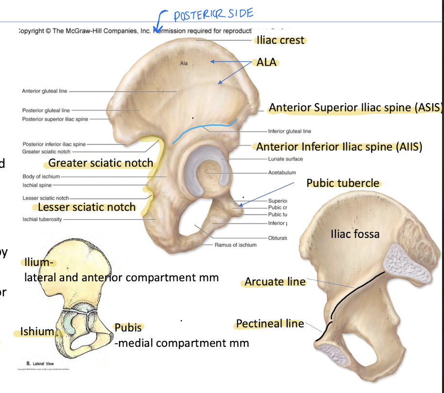 <p>Fusion of ilium, ischium, and pubis.</p>