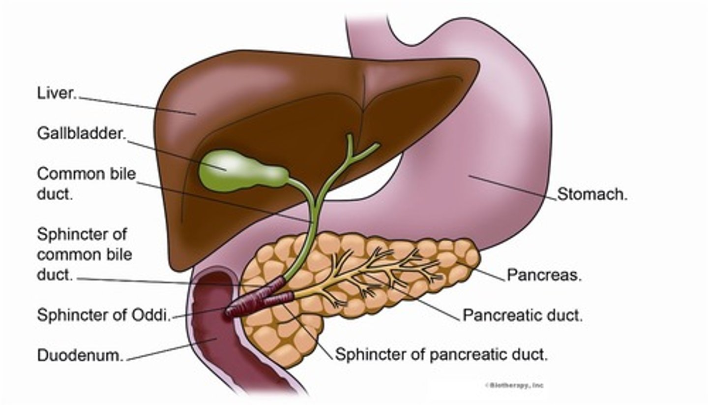 <p>Ducts from liver to duodenum and gallbladder. CCK release in duodenum stimulates gallbladder contraction and relaxes Sphincter of Oddi. </p>