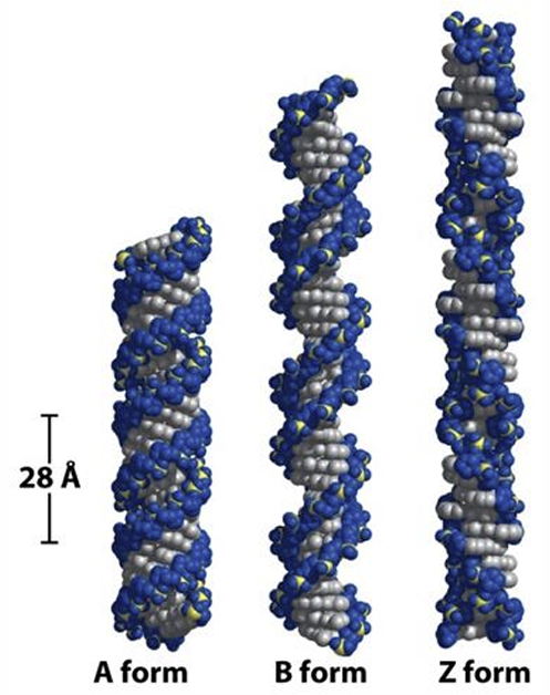 <p>B-DNA: forma “clasica”, rotacion a derechas de la hélice</p><p>A-DNA: forma “deshidratada”, rotacion a derechas de la hélice, mas compacta que el B-DNA</p><p>Z-DNA: forma “zurda”, rotacion a izquierdas de la hélice</p>