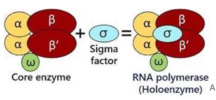 <ul><li><p>Core enzyme: 2 alpha subunits, beta and beta’ unit and omega unit</p></li><li><p>Holoenzyme: core enzyme + sigma factor</p></li><li><p>Sigma Factor: Recognizes promoter</p></li></ul><p></p>