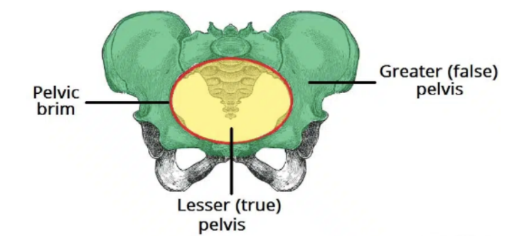 <p>Interrelated regions associated with pelvis bones &amp; terminal parts of vertebral column </p><ul><li><p>Pelvis is divided into 2 regions —</p><ul><li><p>Greater pelvis (false pelvis) —</p><ul><li><p>Superior, provides support of lower abdominal viscera (ex. ileum &amp; sigmoid colon)</p></li><li><p>Little obstetric (childbirth) relevance</p></li><li><p>Related to upper parts of pelvic bones &amp; lower lumbar vertebrae — considered part of abdominal cavity</p></li></ul></li><li><p>Lesser pelvis (true pelvis) —</p><ul><li><p>Inferior, contains pelvic cavity &amp; pelvic viscera</p></li><li><p>Related to inferior parts of pelvic bones, sacrum, &amp; coccyx</p></li><li><p>Has both an inlet &amp; an outlet </p></li></ul></li></ul></li><li><p>Junction between greater &amp; lesser pelvis — pelvic inlet</p><ul><li><p>Outer bony edges of pelvis inlet — pelvic brim </p></li></ul></li><li><p>Perineum is inferior to floor of pelvic cavity — its boundaries form the pelvic outlet </p><ul><li><p>The perineum contains the external genitalia &amp; external openings of the genitourinary &amp; gastrointestinal systems</p></li></ul></li></ul>