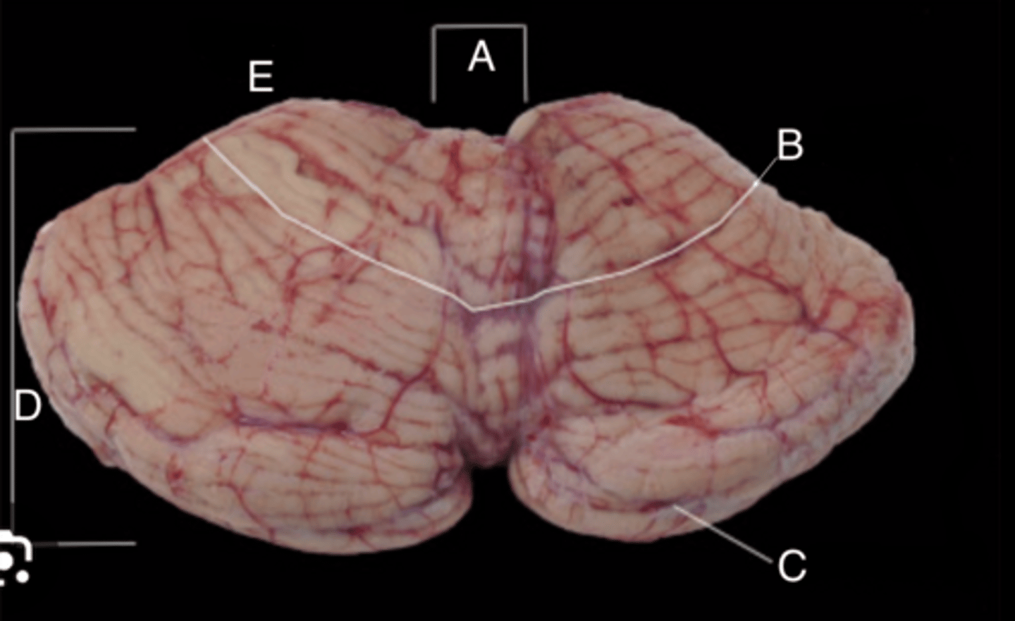<p>B?</p>