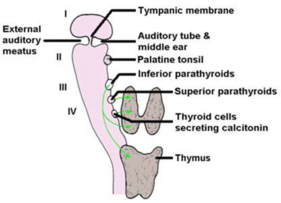 <p>inferior parathyroids</p>