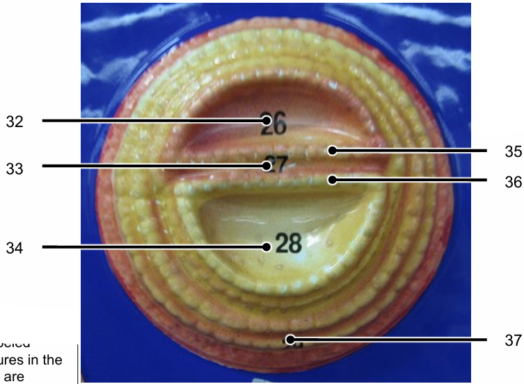 <p>Identify the structures of a ~9-12 day embryo labelled 32-36</p>