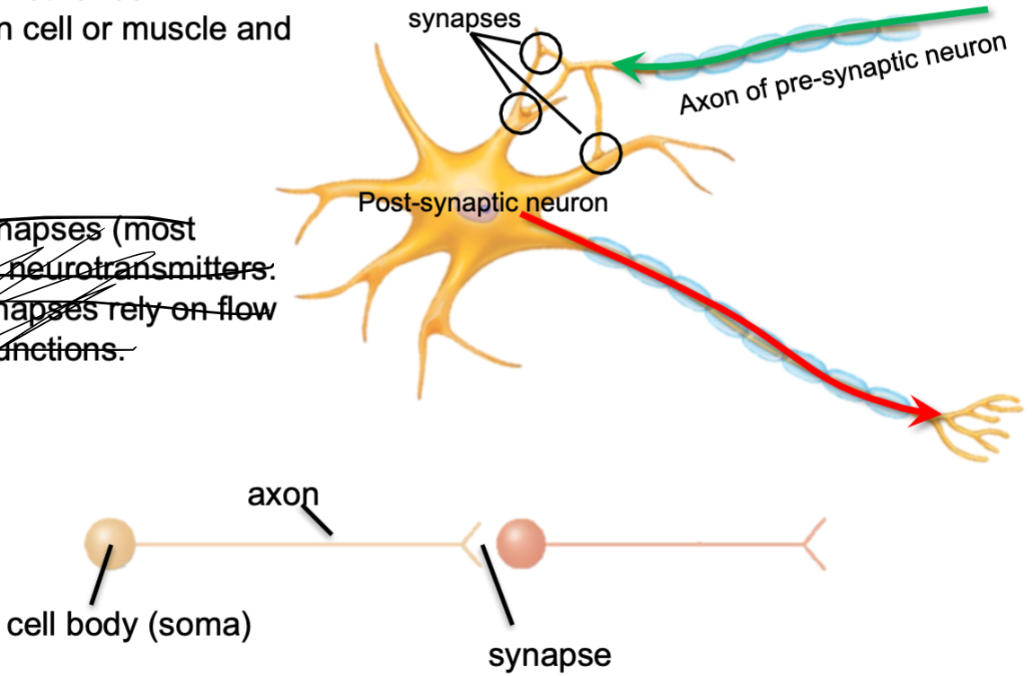 1. A site where an axon connects with another cell 
- Another neuron cell or muscle and gland cells
2. Two types
- Chemical synapses 
- Electrical synapses 