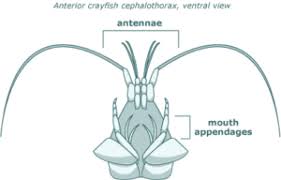 <p>What can antennae serve as? 3 things.</p>