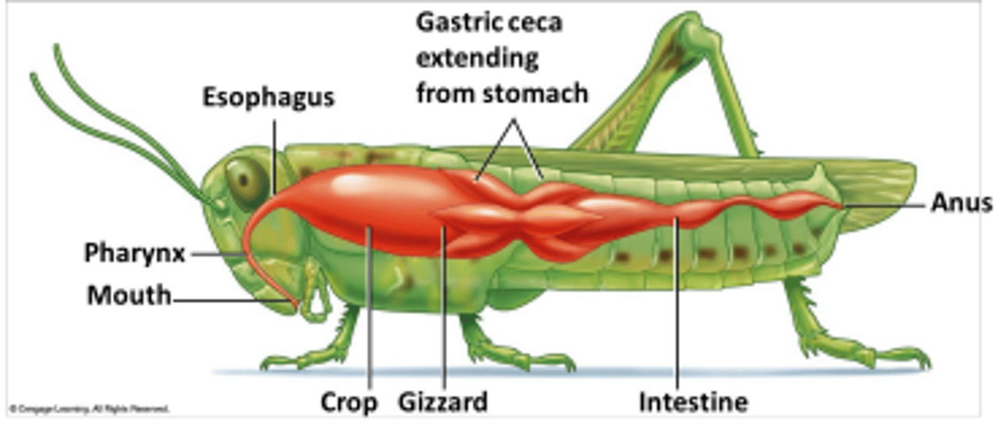 <p>Through the walls of the gastric ceca and intestine.</p>