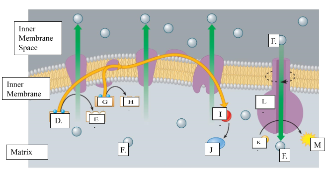 <p><span>What is the name for the protein labeled L?</span></p>