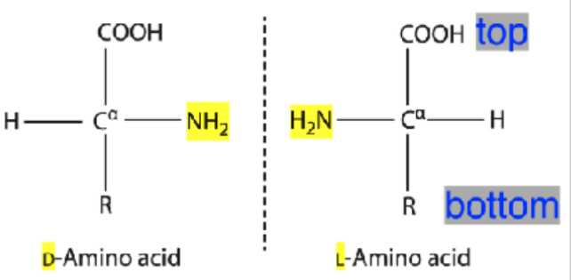 <p>L- NH2 ON left</p><p>D - NHS ON right</p>