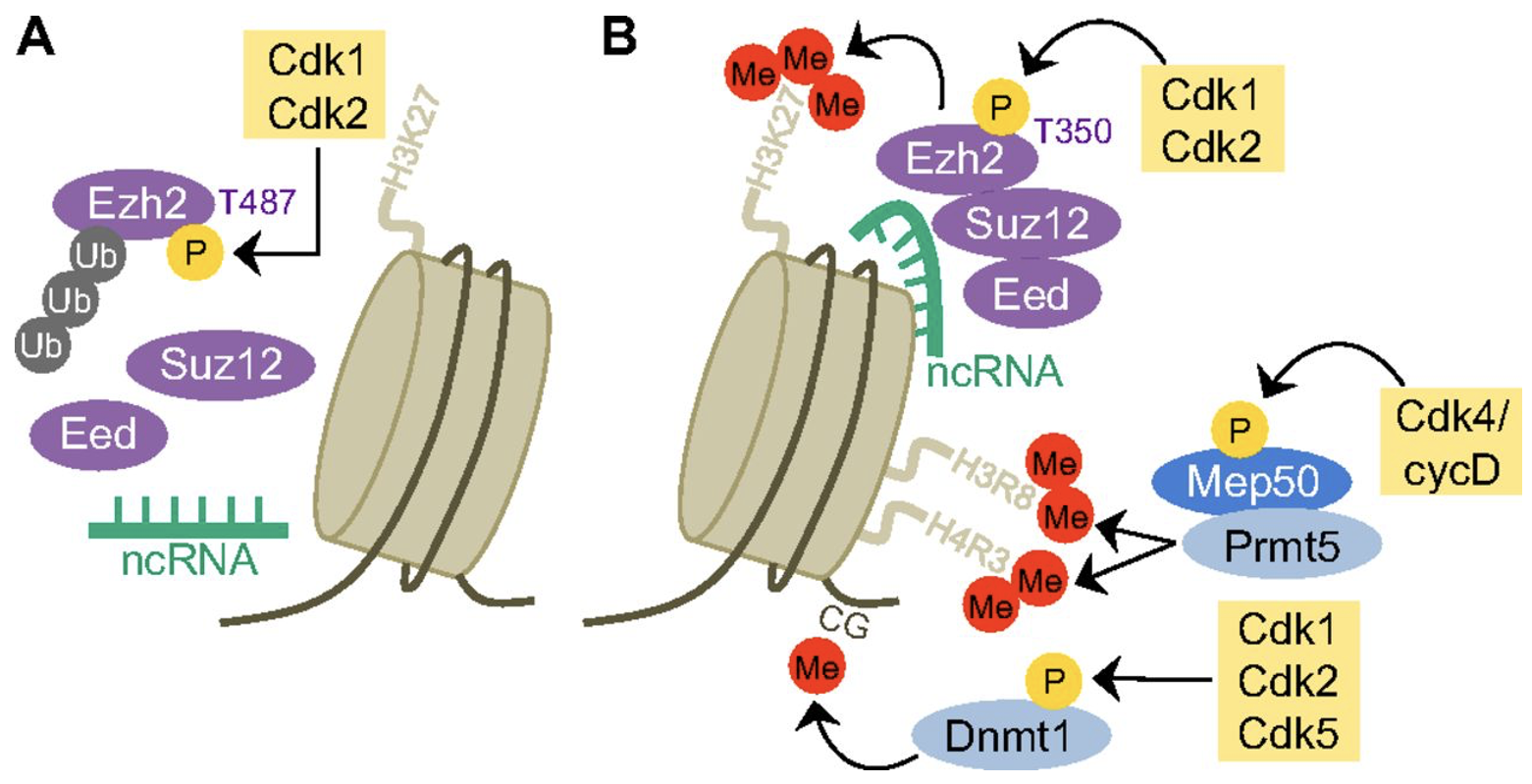 <p>modify histones</p>