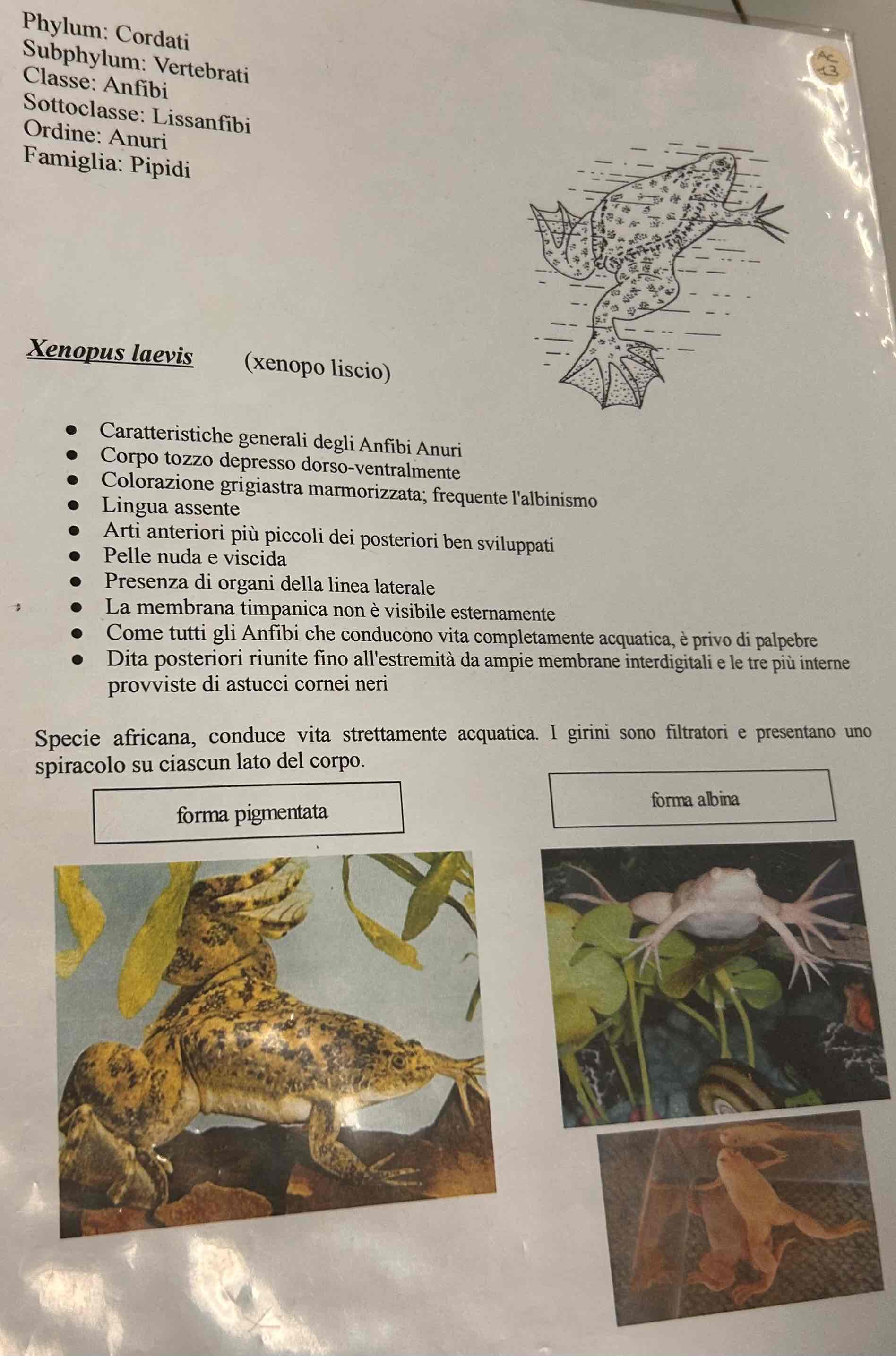 <p>Cordati</p><p style="text-align: start">Vertebrati</p><p style="text-align: start">Gnatostomi</p><p style="text-align: start">Tetrapodi</p><p style="text-align: start">Anfibi</p><p style="text-align: start">Anuri</p><p style="text-align: start">Xenopus lane is [xenopo liscio]</p>