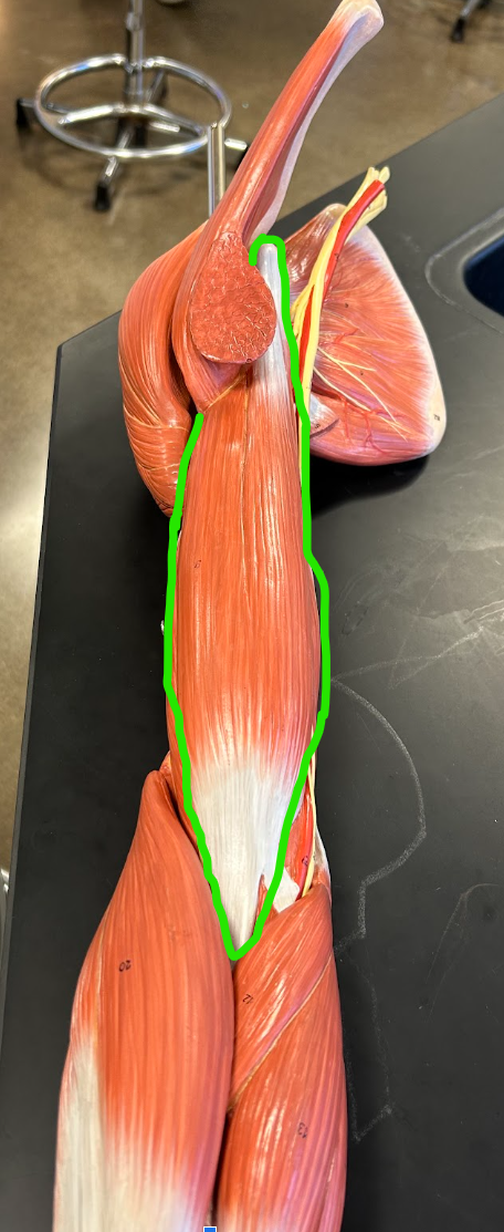 <p><span style="font-family: Arial, sans-serif">What is the origin and insertion of this muscle?</span></p>