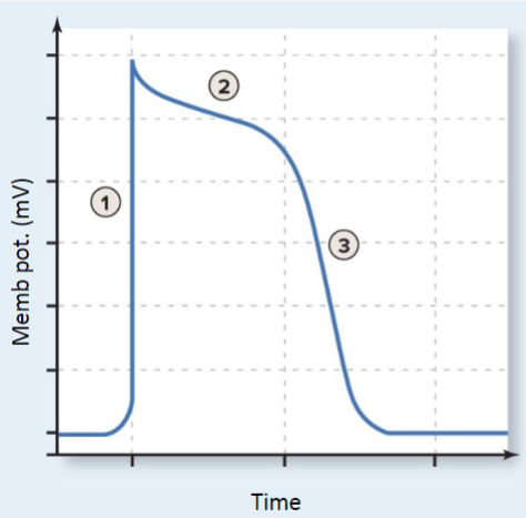 <p>name the 3 steps of contractile cell </p>