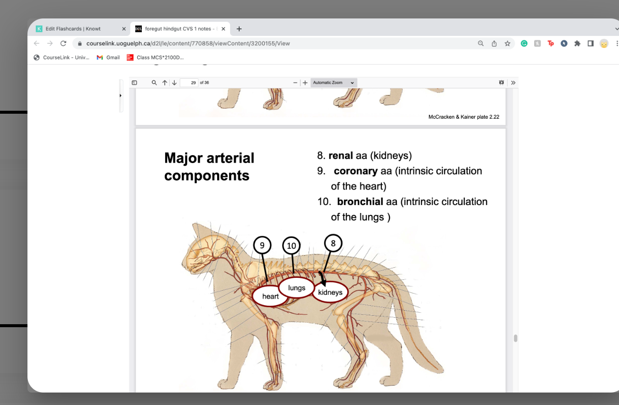 bronchiole arteries