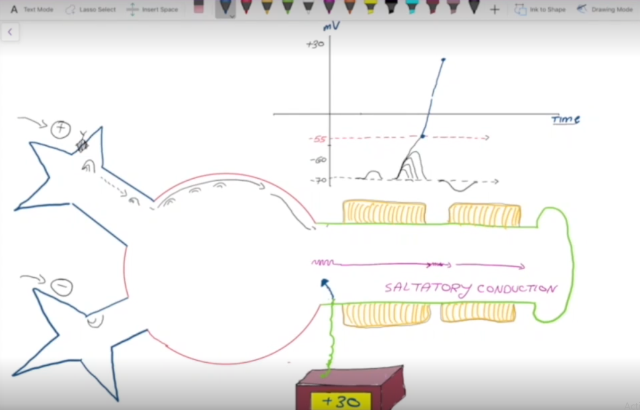 <p>As positive ions enter the neuron, they’ll eventually travel towards the axon hillock (trigger zone); if enough make it to the zone then the action potential fires, bring the charge of the cell up from -55 mV to +30 mV. This action potential is expedited by the myelin sheath (saltatory conduction).</p>
