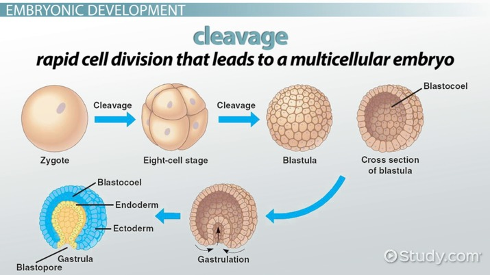 <p>in the early stages of cell division after zygote formation, resulting in multiple cells (blastomeres), and an establishment of a longitudinal axis (animal-vegetal axis)</p>