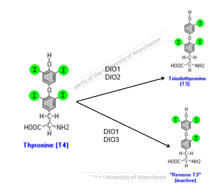 <ul><li><p>seleno-cysteine containing enzymes </p></li><li><p>selenium accepts iodide </p></li><li><p>inactive t3 is there to make sure correct amount of thyroid hormone is present to allow correct brain development in the foetus </p></li><li><p>DIO3 fine tunes concentration of thyroid during development </p></li></ul><p></p>