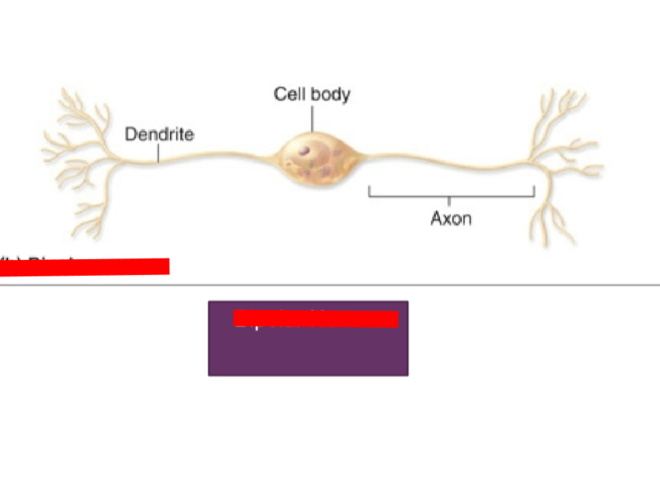<p>one axon and one Dendrite (special sensory)</p>