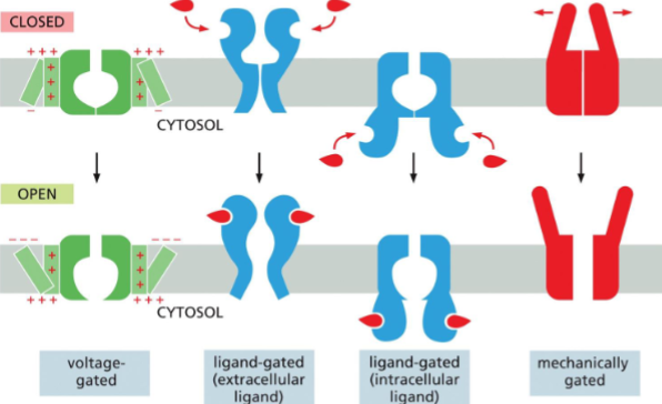 <p>Ion Channels Are Ion-Selective and Fluctuate Between Open and Closed States</p><ul><li><p>Ions diffuse down their electrochemical gradients through channels</p></li><li><p>Ion channels allow 105 times faster rate of transport.</p></li><li><p>Ion selectivity is dependent on pore size to atomic dimensions in one particular region.</p></li><li><p>The gate is not always open but gated by voltage, ligand, and mechanical forces (hair cells)</p></li><li><p>Ligand-gated includes transmitter- gated, ion-gated, or nucleotide-gated</p></li></ul><p></p>